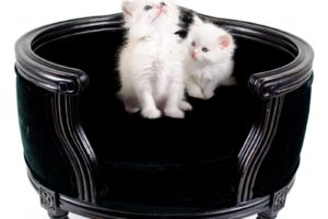 Canapé haut de gamme pour chat, tissu en velours, modèle George de chez Lord Lou