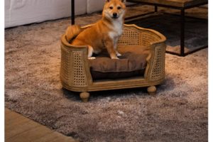 Collection Lord Lou, canapé de luxe pour chien
