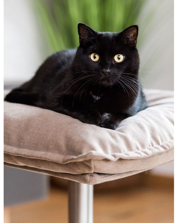 Poet - Lit design pour chat