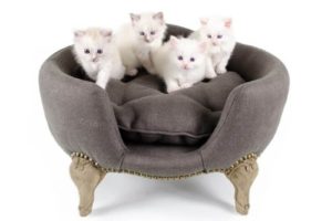 Antoinette fusain - Canapé design pour chat