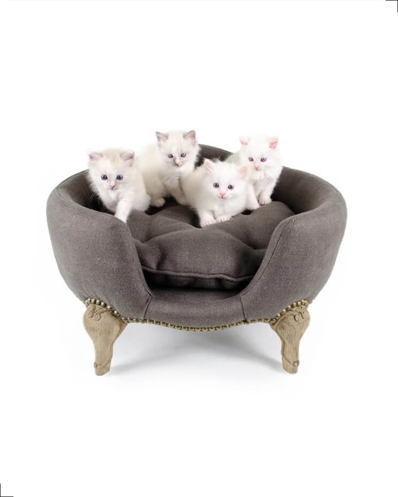 Antoinette fusain – Canapé design pour chat