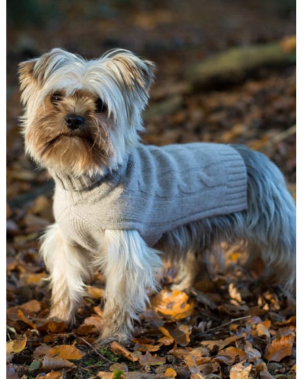 BRUNELLO CACHEMIRE BEIGE - Pull confortable pour chien