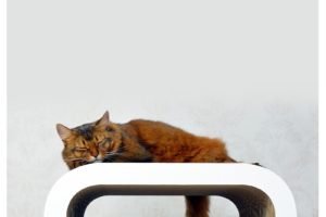 Le Maître - L - Griffoir haut de gamme pour chat