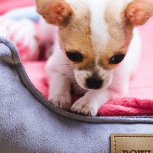 CLASSIC - Lit confortable pour chien
