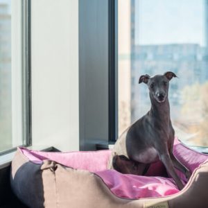 CLASSIC - Lit confortable pour chien