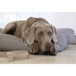 Coussin Luvio