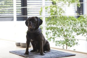 Tapis lavable en machine à 30°C