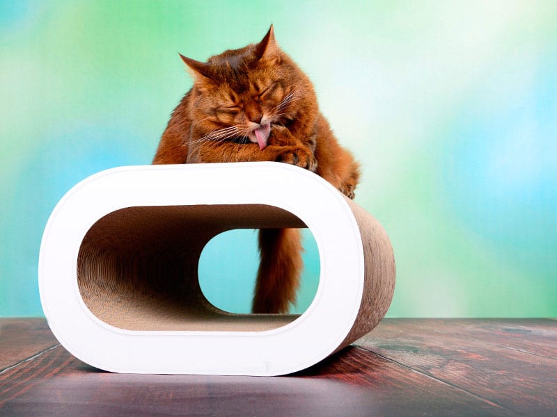 Griffoir pour chat design tronc