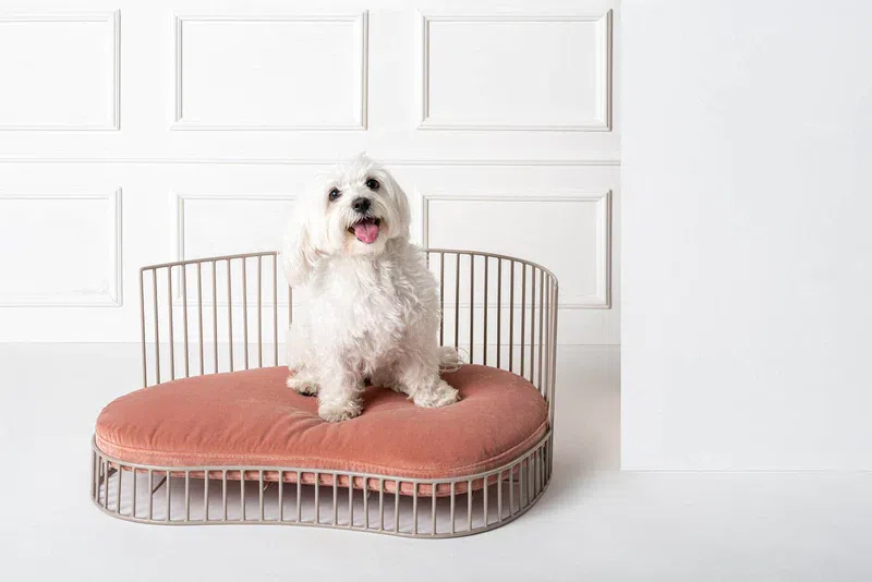 Canapé de luxe minimaliste pour chien – SMITH