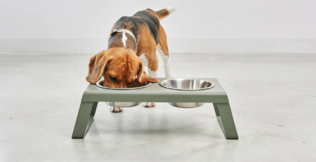 desco vert miacara gamelle design pour chien