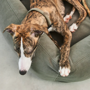Panier pour chien confort design - COMODO