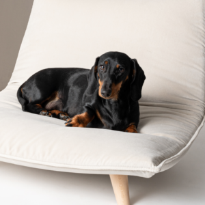 boden couchage de luxe pour chien et chat taylord