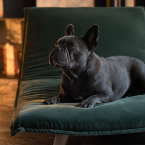 boden couchage de luxe pour chien et chat taylord
