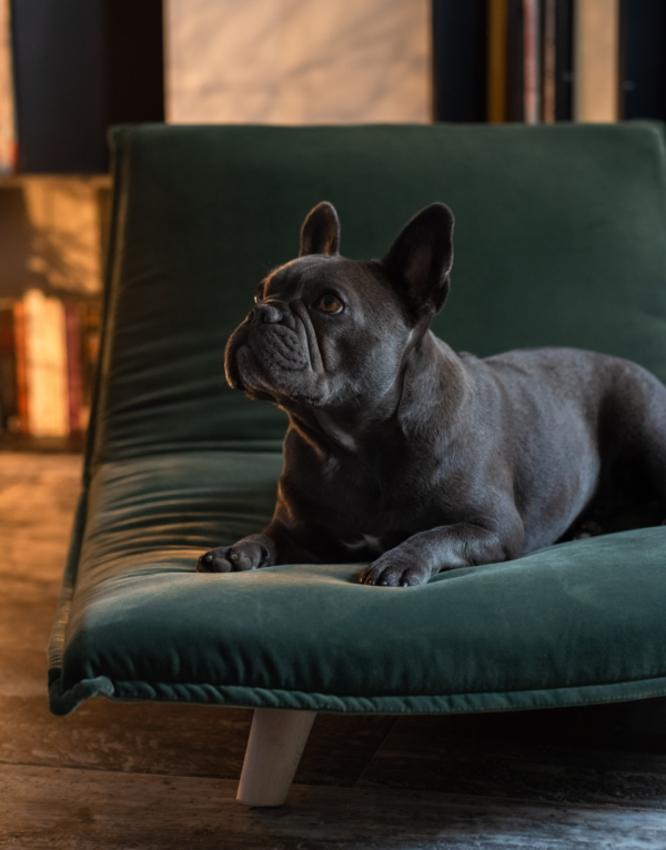 boden couchage de luxe pour chien et chat taylord