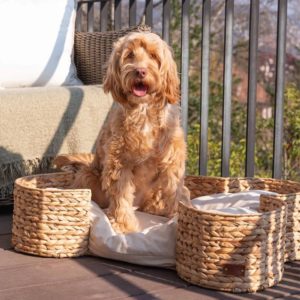 bongo forme d'os jacinthe d'eau pet and co