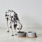 Gamelle en porcelaine pour chien design doppio