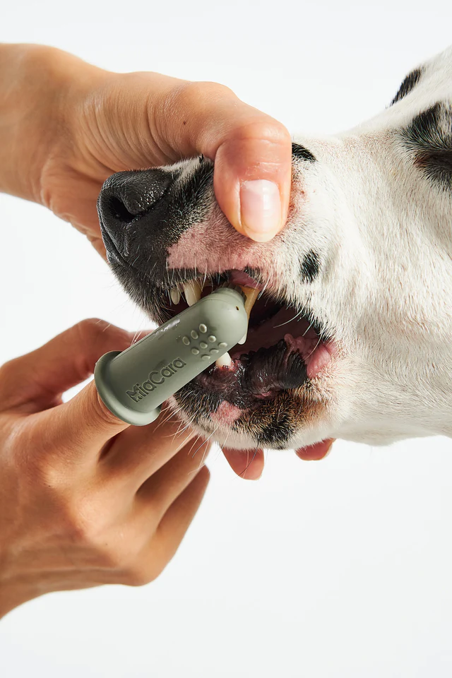 grooming toilettage chien à la maison Toilettage de luxe : Conseils pour une routine pour chien