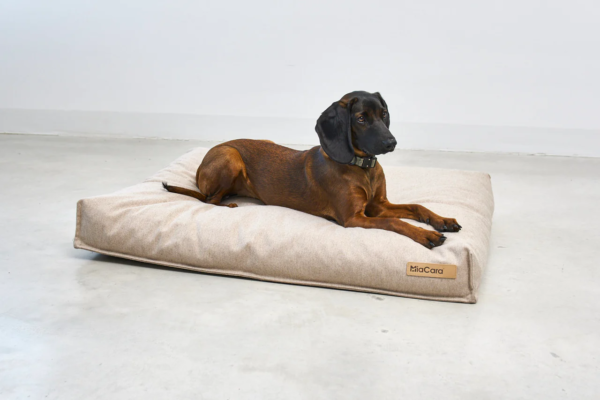 coussin design pour chien calma miacara