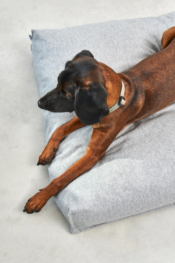 coussin design pour chien calma miacara