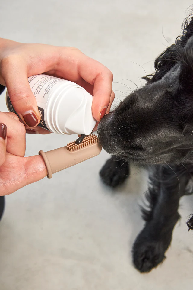 grooming toilettage chien à la maison Toilettage de luxe : Conseils pour une routine pour chien