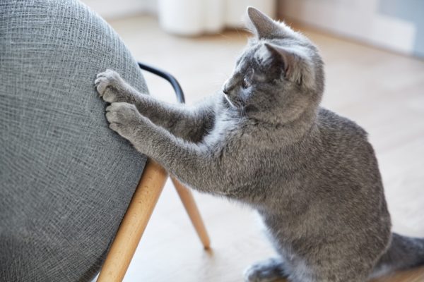 niche pour chat rond meyou ball