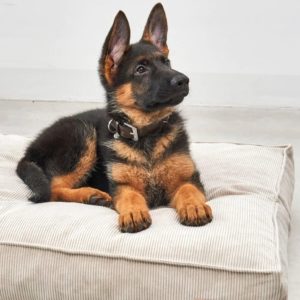 cordo coussin velours pour chien design