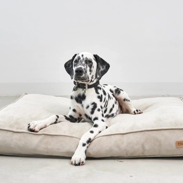 cordo coussin velours pour chien design