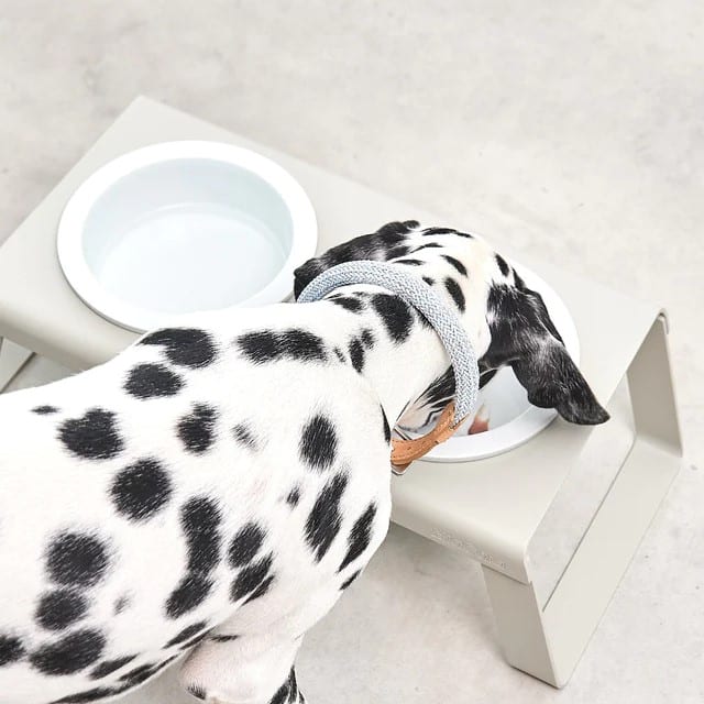 desco gamelle porcelaine chien design