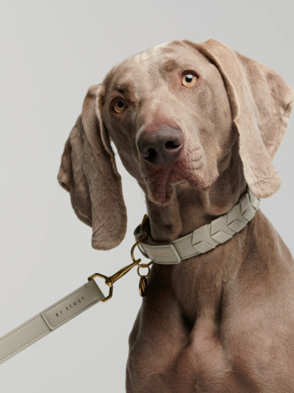 Laisse ajustable by scout mela capista chien design cuir vegan