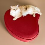 Coussin de luxe pour chien ou chat - COCOON