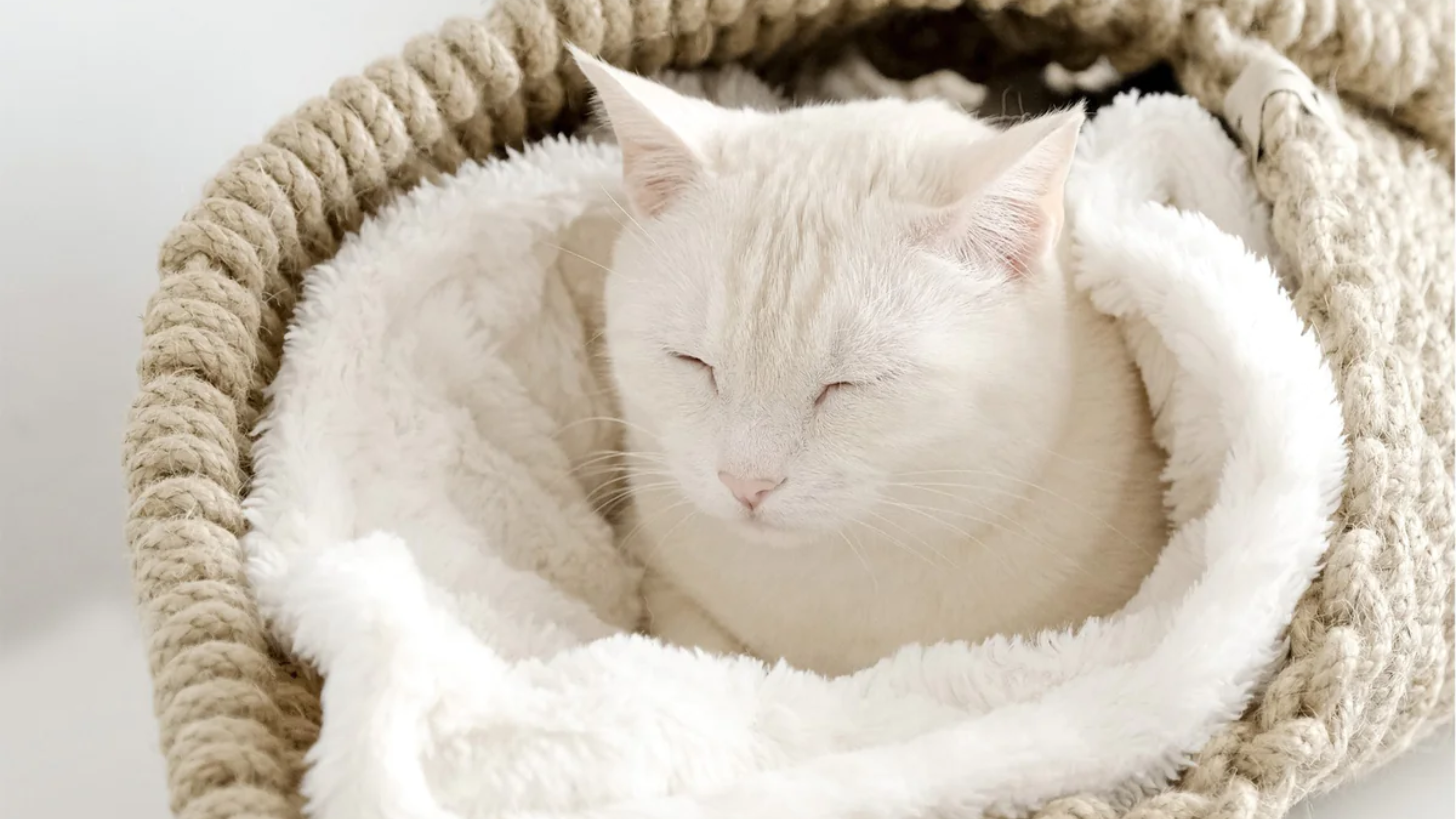 Comment intégrer les coussins de luxe pour chats chez vous ?
