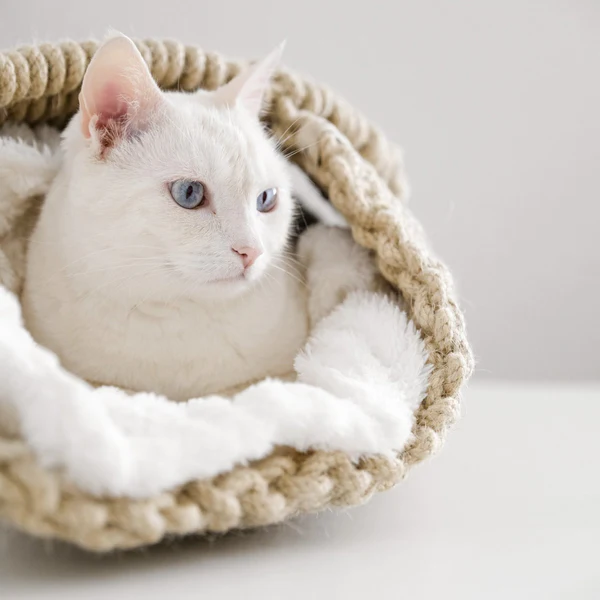 Coussin de luxe pour chat – CANNOLO