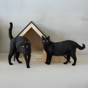 Maison de luxe pour chat - STUDIO – Image 6