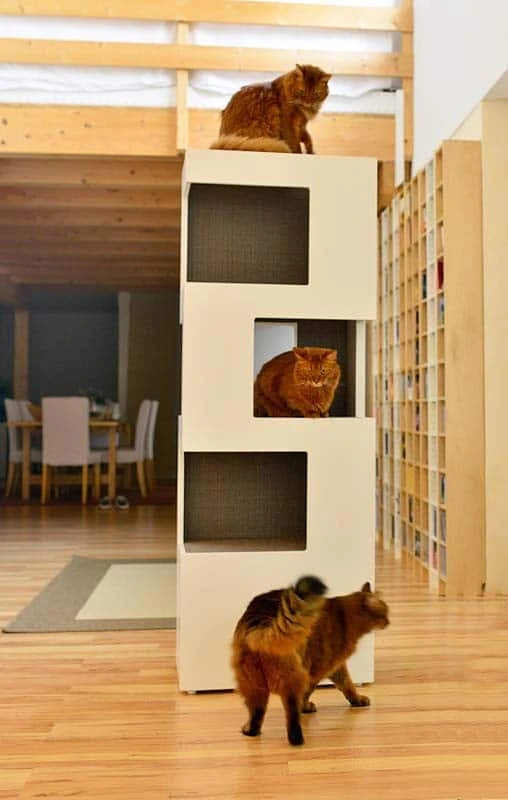 Où placer un arbre à chat : près d’une fenêtre, en regard d’une bibliothèque haute